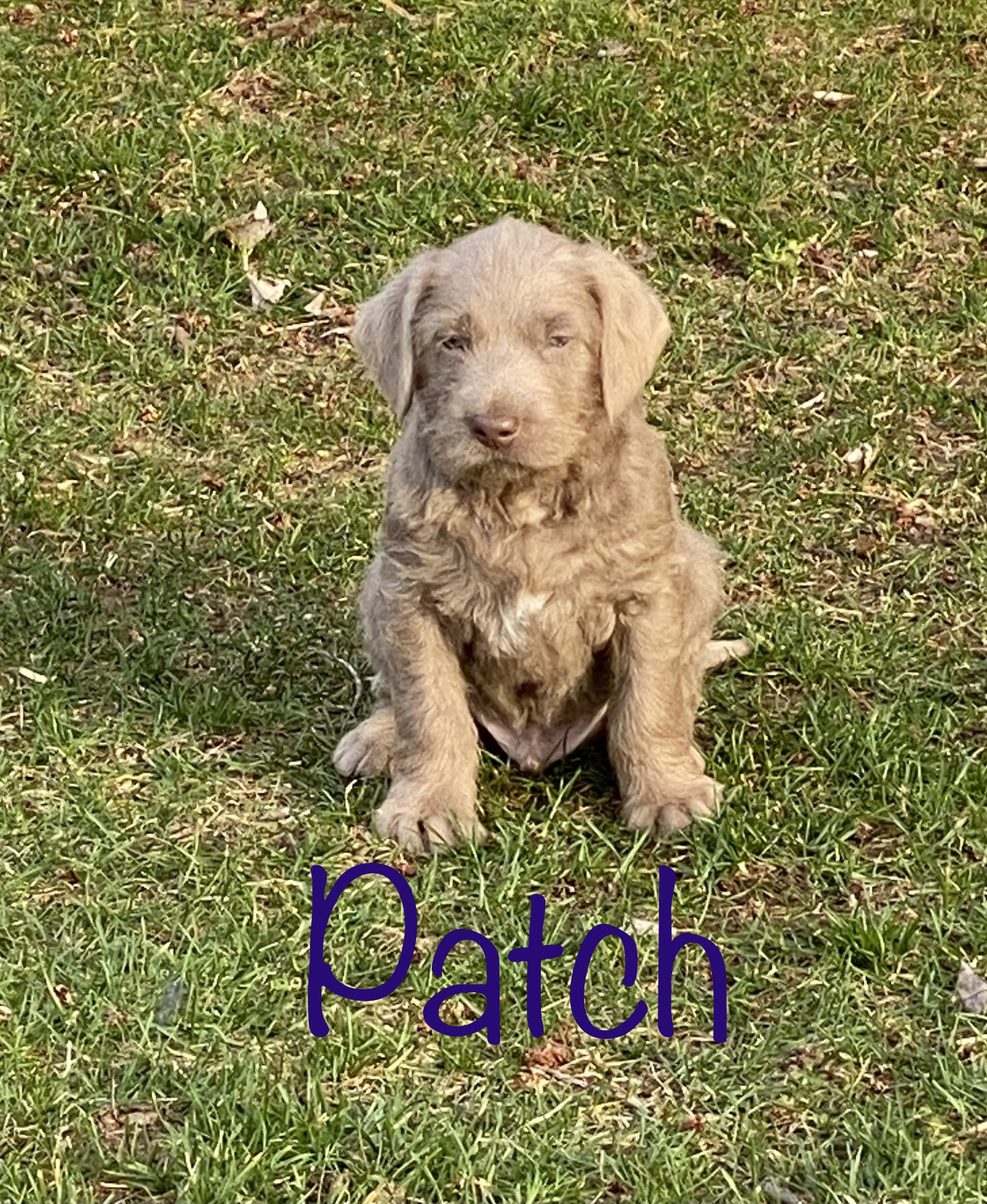 Chocolate male, orange collar
