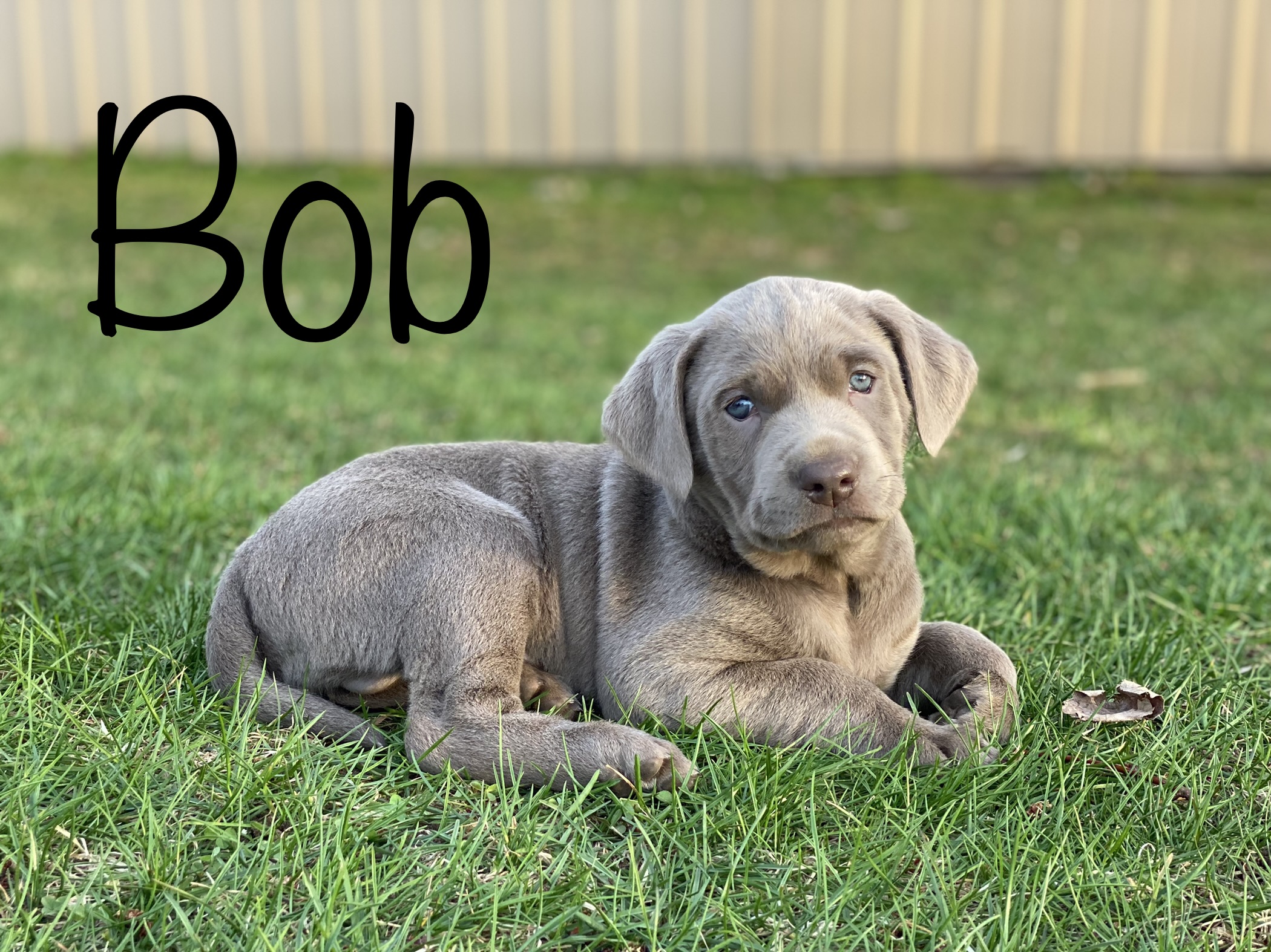 Chocolate male, blue collar