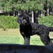 F1 labradoodle